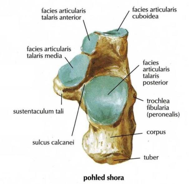 Na vnitřní palcové straně se upínají vazy kloubů nohy a je zde místo spojení vnitřního kotníku s talem.