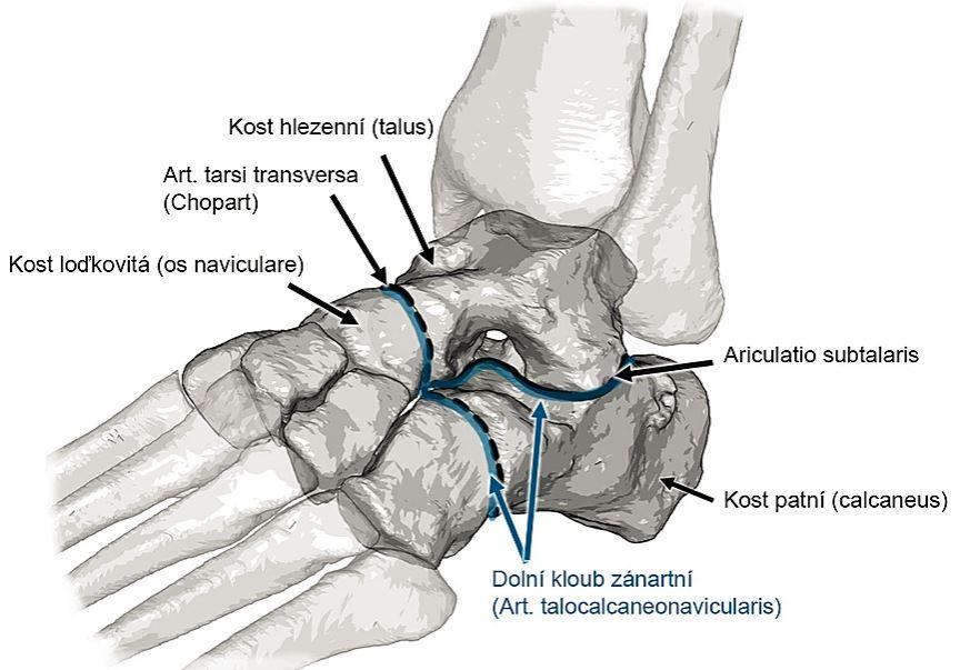 Obr. 8 Dolní kloub zánártní Articulatio subtalaris má kloubní plochu hlavice na kosti patní (facies articularis talaris posterior) a jamku na kosti hlezenní (facies articularis calcanearis posterior)