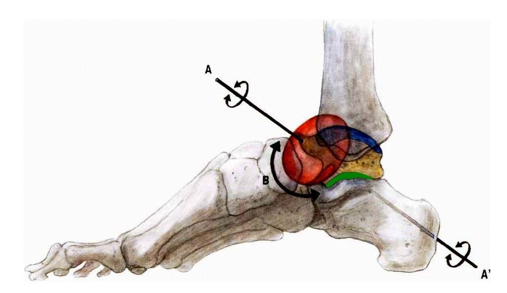 Obr. 9 Pohyby v dolním kloubu zánártním Articulatio calcaneocuboidea je