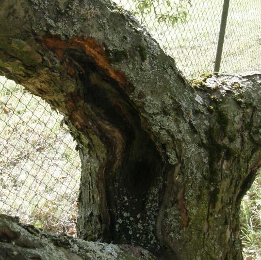 Nectria rážovka N. cinnabarina r. ruměnná (anamorf.