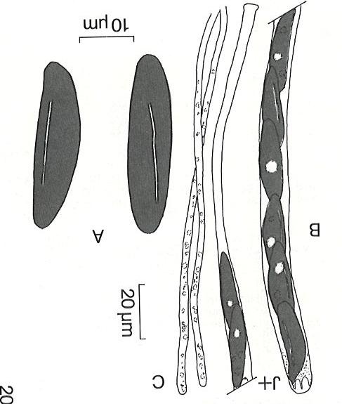 Hypoxylon