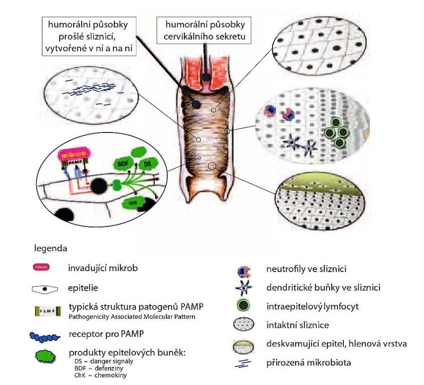 Obrázek 2: Ochranné mechanizmy pochvy (Špaček a kol., 2013