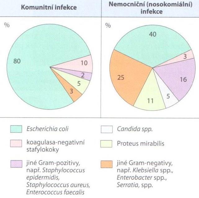 Kromě E. coli se na vzniku infekcí podílejí i jiné patogeny. Přehled a procentuální zastoupení běžných původců ukazuje obrázek č. 3 (Goering a kol., 2016).