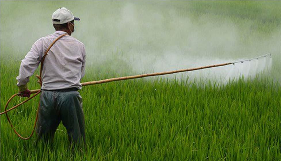 Rýže a bezpečnost potravin Rezidua pesticidů TRIAZOFOS TRICYKLAZOL Maximální limity reziduí (mg/kg)