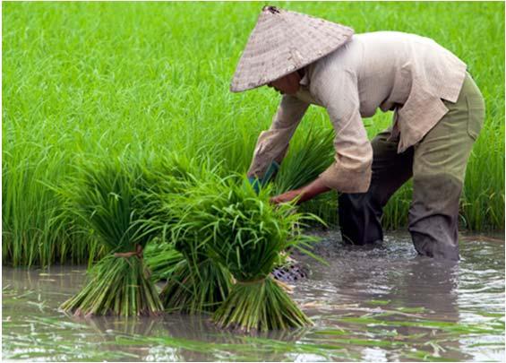 Současné pěstování rýže Přístup významných producentů rýže ve světě Velký důraz na produkci rýže z hlediska kvantitativního a