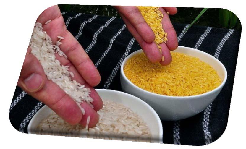 GM rýže Získání relevantních centralizovaných informací o