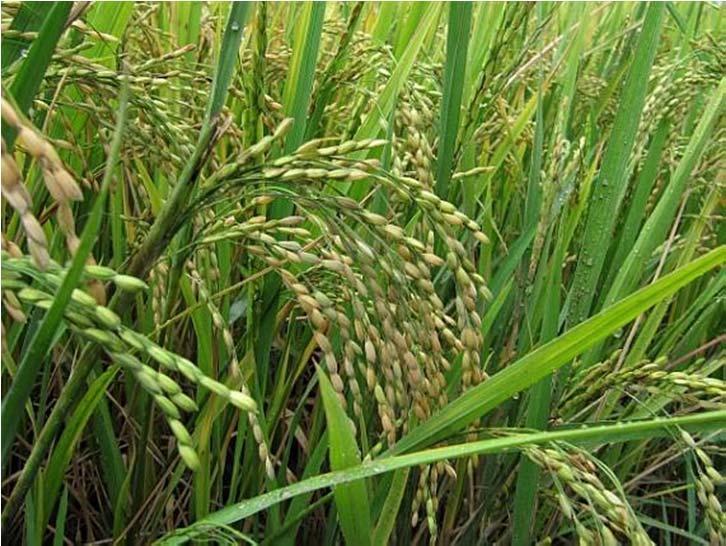 Rýže Výskyt 21 25 botanických druhů rýže (Oryza spp. L.) Rýže setá (Oryza sativa L.