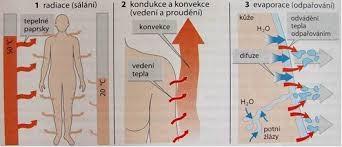 Ztráta tepla: 1. záření (radiace): nahý člověk při pokojové teplotě ztrácí 60% tepla radiací 2.