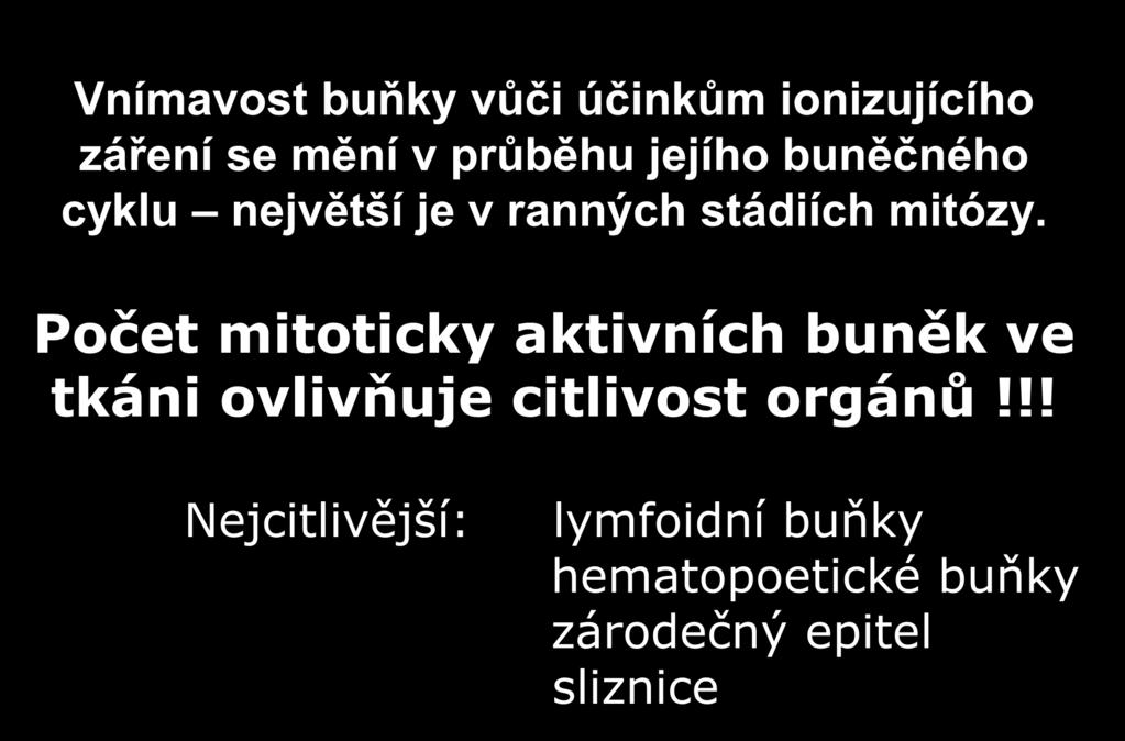 Účinek ionizujícího záření na buňky Vnímavost buňky vůči účinkům ionizujícího záření se mění v průběhu jejího buněčného cyklu největší je v ranných stádiích