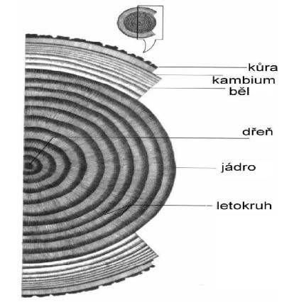 1.2 Struktura dřeva Jak již bylo zmíněno, dřevo je organický, nehomogenní, anizotropní a hygroskopický materiál. Tyto vlastnosti jsou důsledkem makroskopické a mikroskopické stavby dřeva. 1.2.1 Makroskopická stavba dřeva Makroskopickou stavbu dřeva lze zpozorovat pouhým okem, případně pomocí zvětšovacího skla.