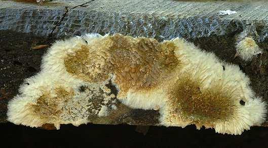 Mezi nejrozšířenější dřevokazné houby patří: Dřevomorka domácí, Koniofora sklepní, Pornatka Vaillantova a