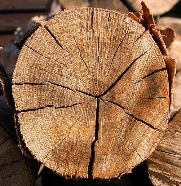 2 Trhliny Trhliny můžeme definovat jako roztržení dřeva