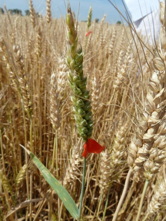 Hodnocení vegetačních zkoušek Každá parcela se hodnotí jednotlivě podle úředního popisu odrůdy V průběhu vegetace opakovaná hodnocení v optimální růstové fázi (dle směrnic UPOV, CPVO) odchylné