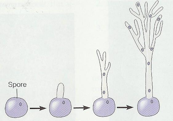 Mycelium Spora Hyfa Postupné větvení Mycelium spleť hyf Skleromycelium