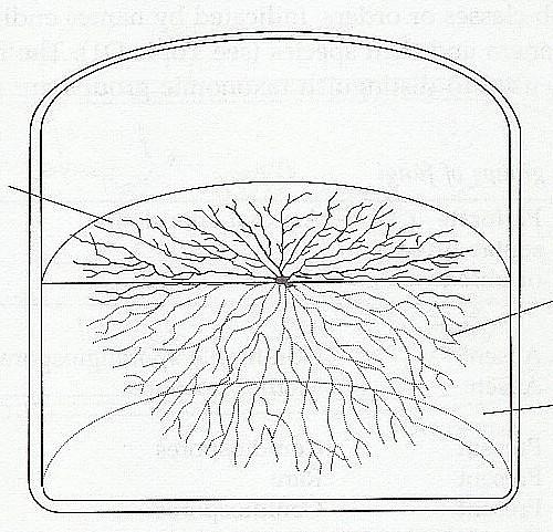 Mycelium substrátové a vzdušné