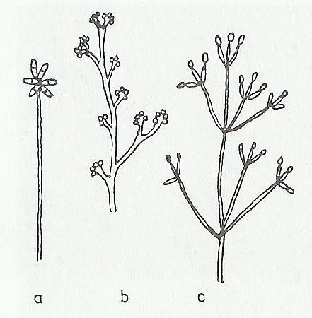 Typy konidioforů Jednoduchý - a (Trichothecium sp.