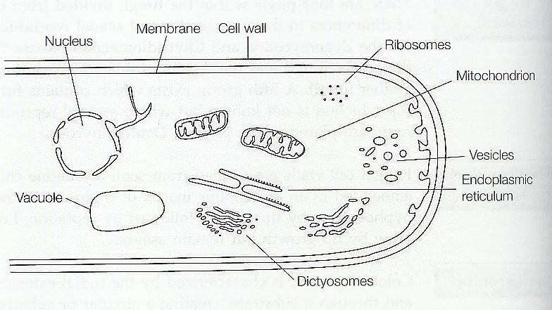 Struktura buňky