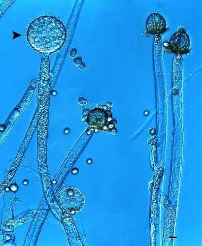 Zygomycota - Mucor Houba celosvětově hojně rozšířená Vyskytuje se v půdách, na