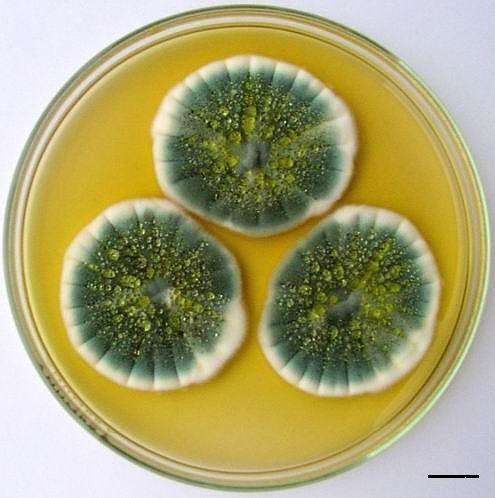 Deuteromycetes - Penicillium Patří mezi xerofilní druh Vyskytuje se velmi hojně po celém světě Je nejběžnější kontaminanta potravin rostlinného i živočišného původu, krmiv a