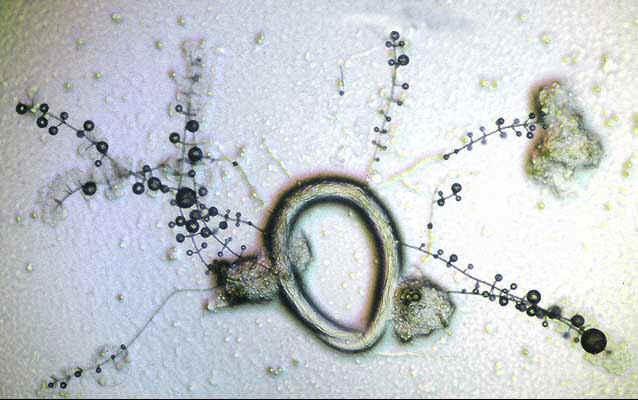 Deuteromycetes - Verticillium