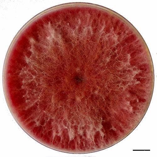 Deuteromycetes - Fusarium Rozšířen celosvětově zvláště v půdě a na cereáliích Způsobuje krčkové i kořenové hniloby u
