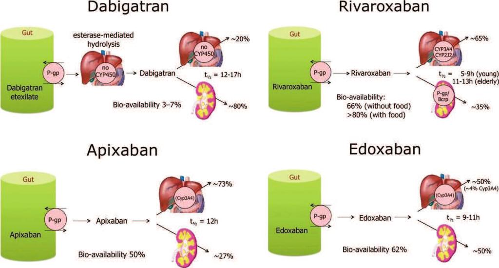 Absorpce a metabolismus nových perorálních