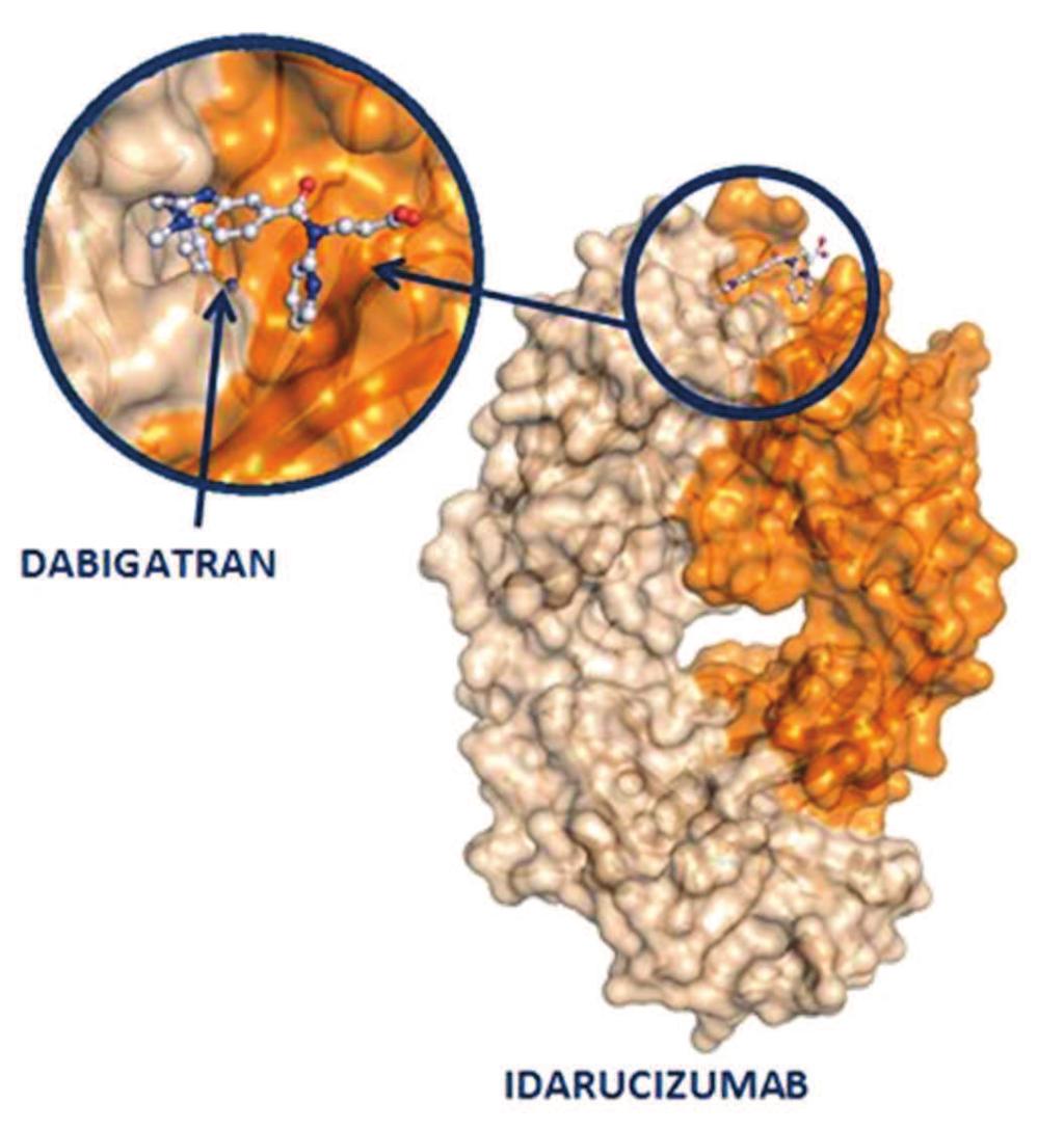 Idarucizumab byl vyvinut jako specifický přípravek k antagonizaci antikoagulačního účinku dabigatranu Fragment humanizované Fab Afinita ~ 350x vyšší než afinita dabigatranu k trombinu