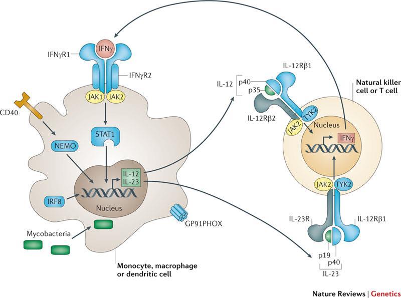 MSMD Mendelian susceptibility to