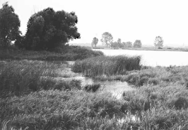 8: Rybník Říha, rok 1995. Historické hnízdiště potápky černokrké (Podiceps nigricollis) a bukáčka malého (Ixobrychus minutus). Foto L. Kadava.