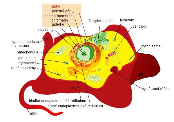 organoids in the cytoplasm for example : nucleus for reproduction nucleolus for inheritance ER (endoplasmatic reticulum - for communication ribozome for protein synthesis lysozome enzyme for