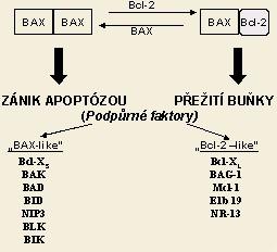 Vliv apoptózy na přežití nádorových buněk (proa anti-apoptózové faktory) Nadměrná exprese Bcl-2 inhibuje zánik buněk