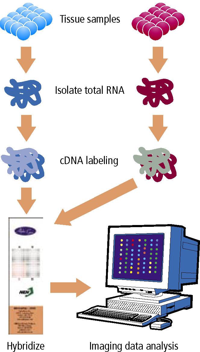 DNA microarray.