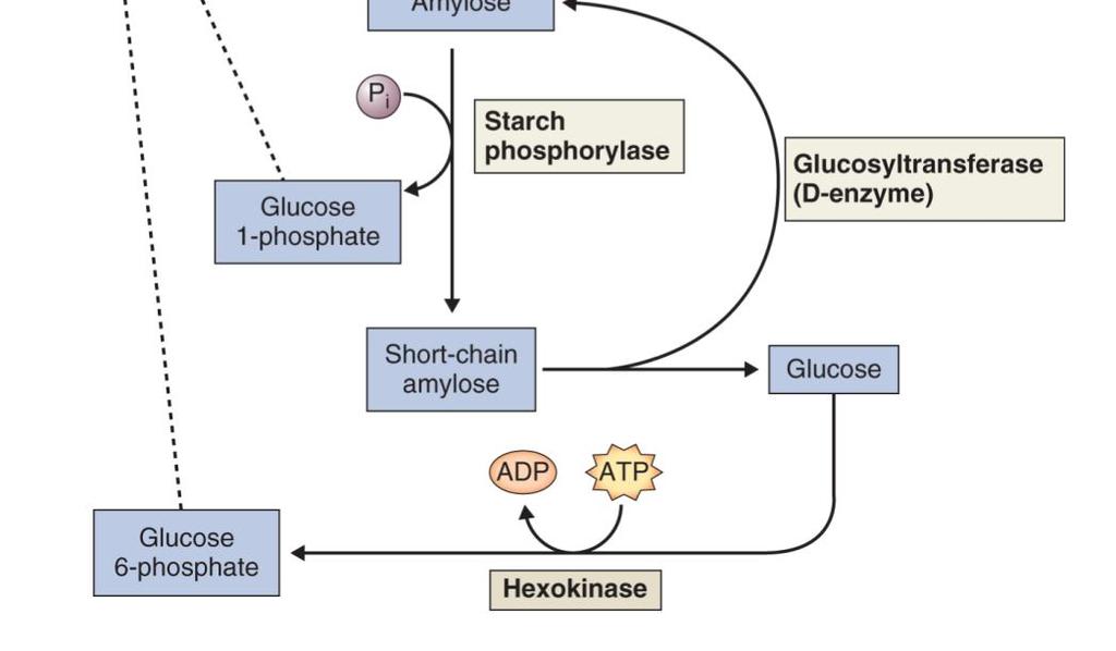 škrobová fosforyláza (odštěpuje individuální glukózová rezidua od neredukujícího konce molekuly škrobu a vytváří glukóza-1-fosfát) - odvětvovací enzym (pullunáza,