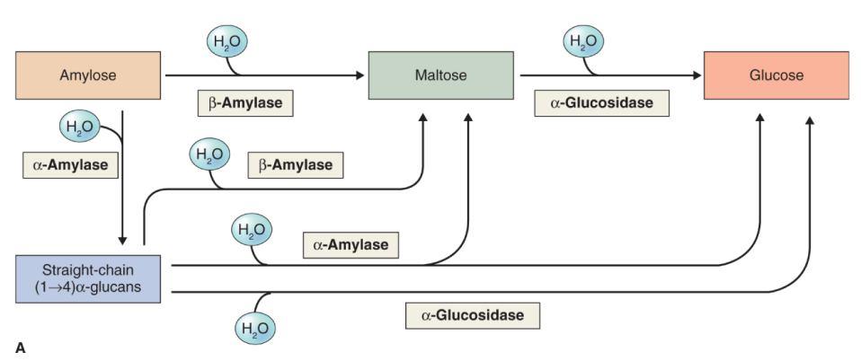 Úloha amyláz ve štěpení škrobu - štěpí linerární α(1-4)-glukany 20 α-amyláza -
