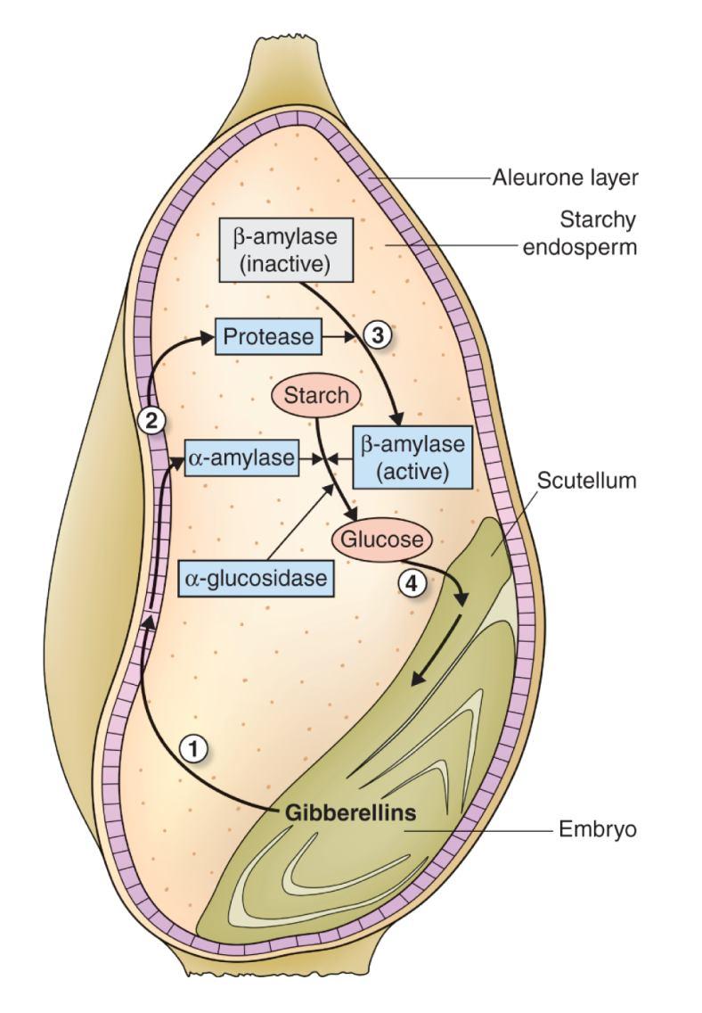 Klíčení obilovin - rozklad škrobu v endospermu α-amylázou 22 De novo syntéza α-amylázy aleuron; stimulována GAs, potlačována ABA Syntéza probíhá na ER a transport do exteriéru buňky je realizován