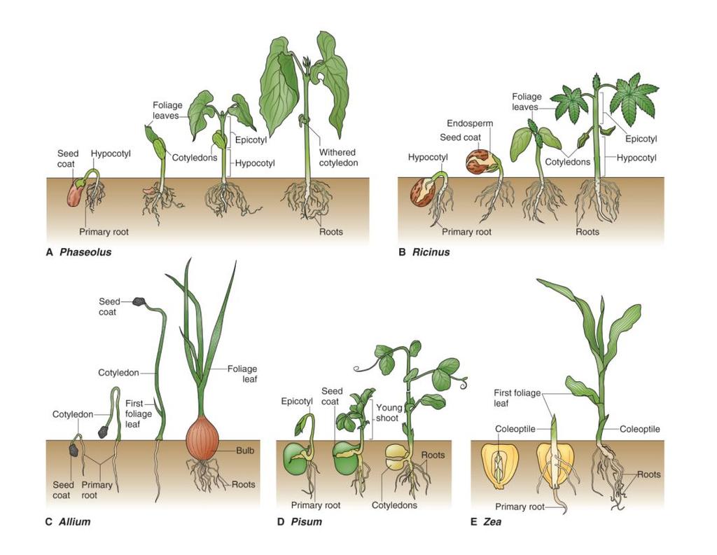 Prodlužování rostlinky: Epigeal - prodlužování probíhá v hypokotylu => dělohy jsou nad zemí Hypogeal - prodlužování probíhá v epikotylu => dělohy zůstávají pod zemí 7