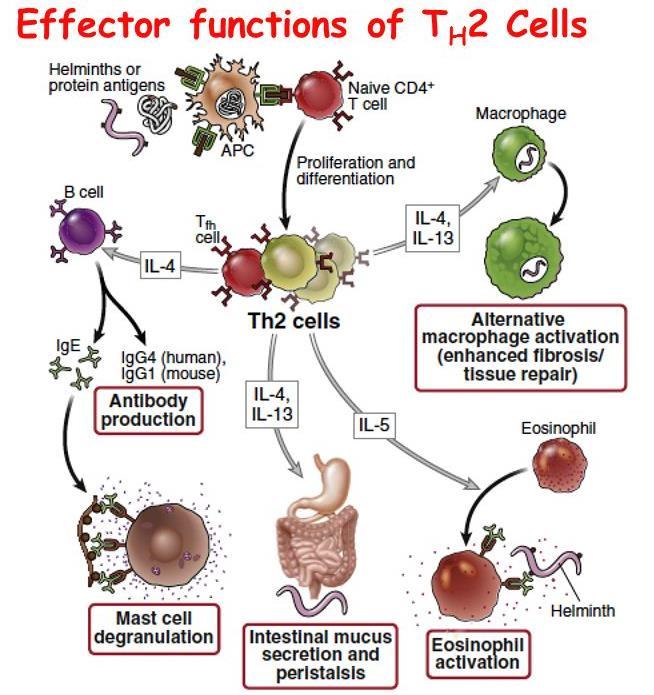 Cytokiny Th2 IL-10 (CSIV faktor inhibující syntézu cytokinů) Hlavní zdroj Th2, Treg, Mo, aktivované MF, B Ly, DC Funkce protizánětlivý, embryoprotektivní Inhibice produkce prozánětlivých cytokinů