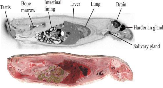 Metody pro zjišťování distribuce In vivo metody specifická tkáňová distribuce sběr tkání a zjištění celkové koncentrace léčiva po bolusu léčiva nebo infuzi QWBA quantitative whole body autoradiografy