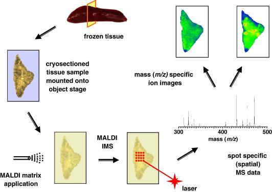 Metody pro zjišťování distribuce matrix-assisted laser desorption/ionization (MALDI) mass spectrometric imaging umožňuje simultánně měřit parentní látku i metabolity distribuované v celém těle