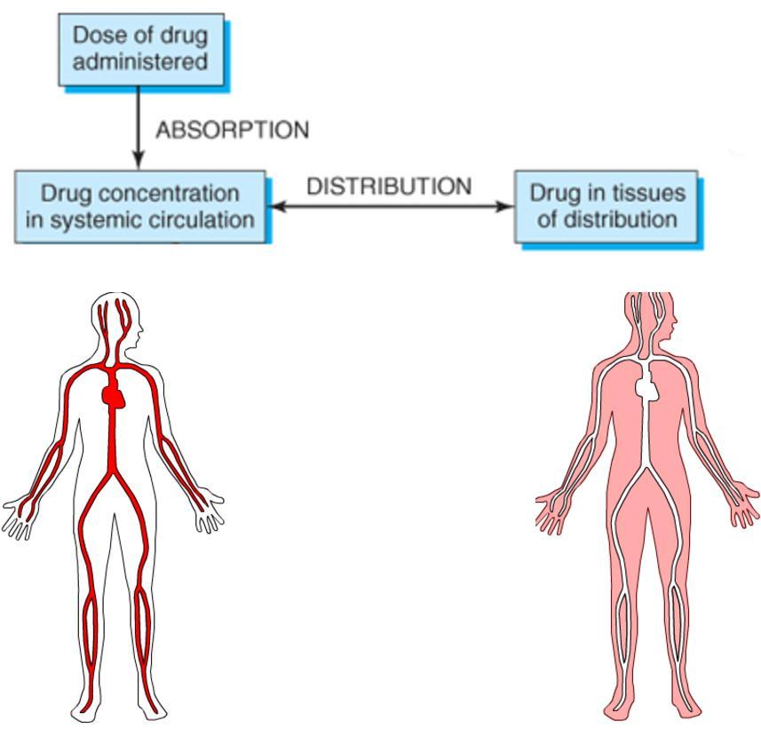 Distribuce Lipofilní, neionizovaná léčiva přes membránu 1. léčivo v krvi 2.