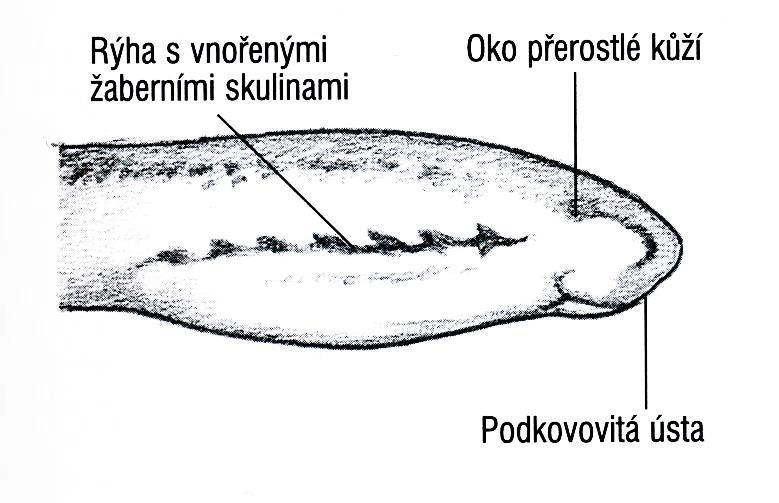 Minoha: smyslové orgány: primitivní labyrint vnitřního ucha oči nejsou