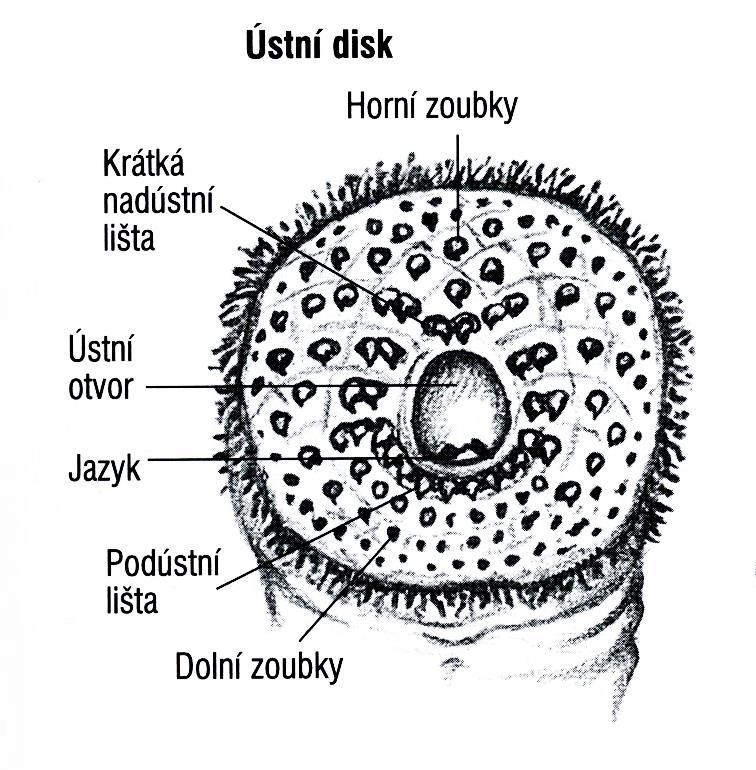 Řád: Mihule štěrbinovitý ústní otvor se silnými