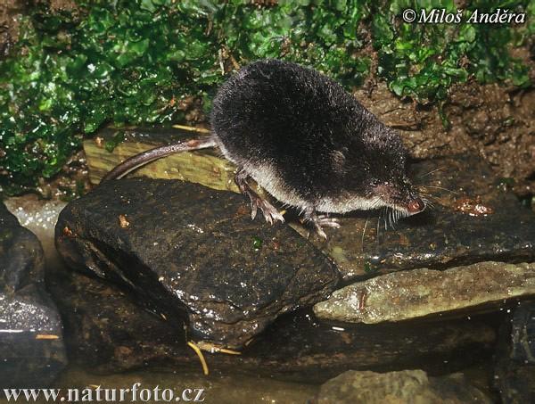 rejsec vodní (Neomys fodiens) Světlé břicho (i