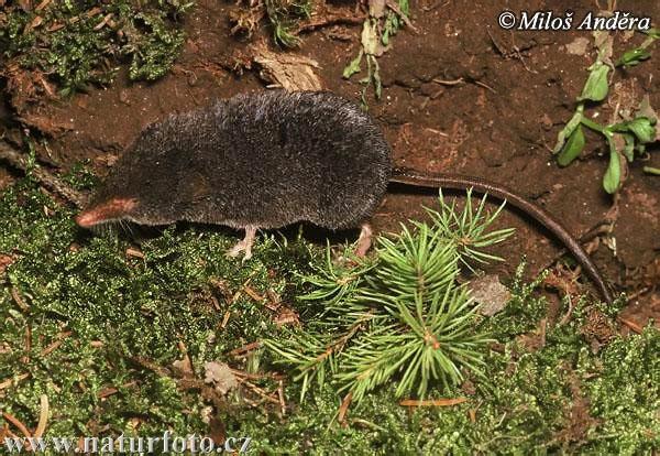 rejsek horský (Sorex alpinus) Dvouhrotý I2