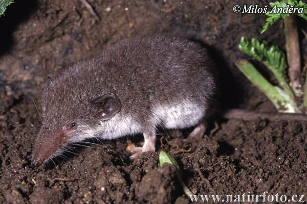 bělozubka bělobřichá (Crocidura leucodon) Ocas dlouhé