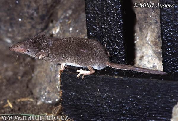 bělozubka šedá (Crocidura suaveolens) Hranice