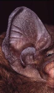 Pipistrellus,