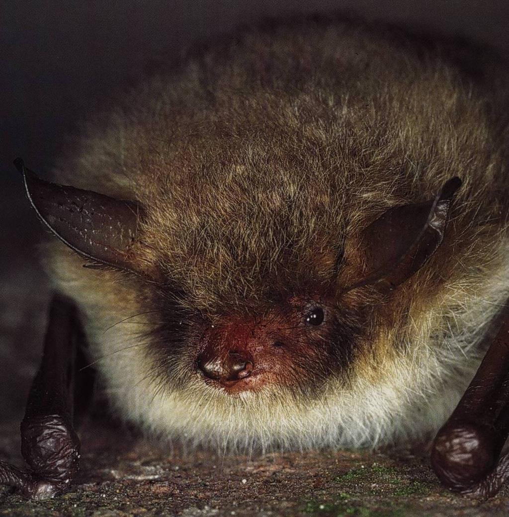 (Myotis