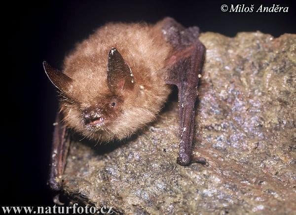 (Myotis