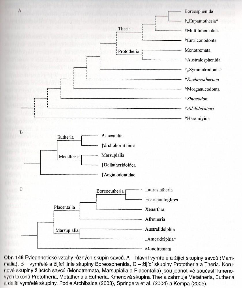 Systém Mammalia